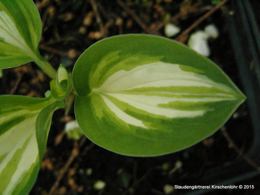 Hosta 'Trifecta'