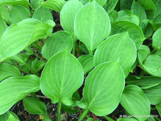 Hosta 'Teaspoon'