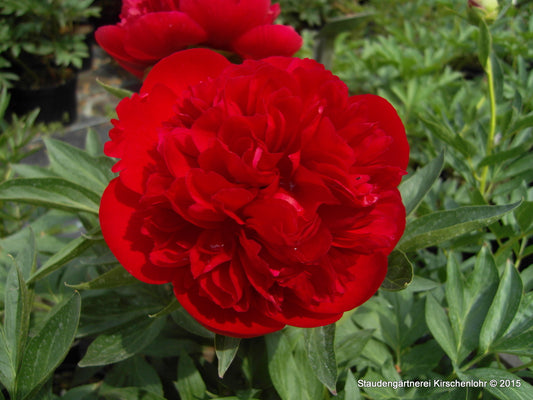 Paeonia 'Diana Parks'