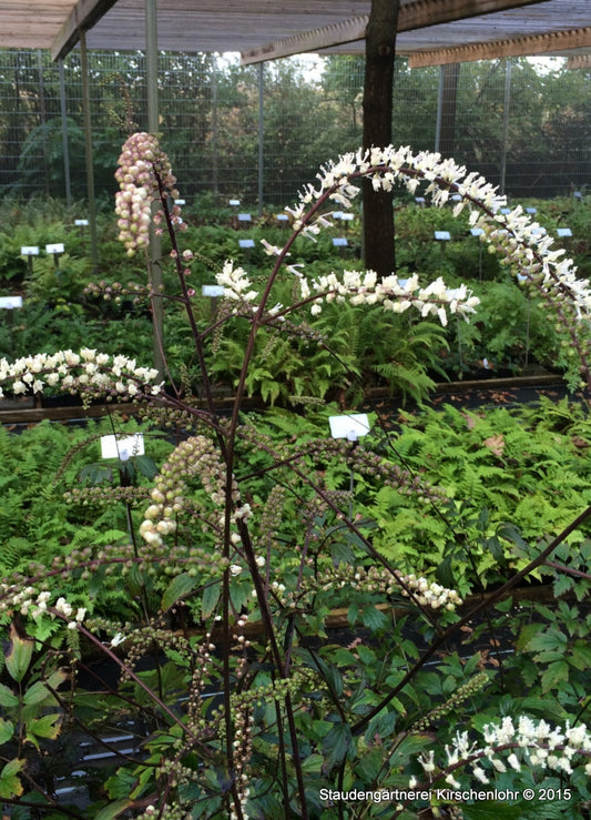 Actaea 'Queen of Sheba' ®  (Cimicifuga)