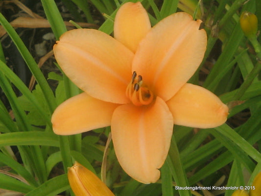 Hemerocallis 'Young Cha'