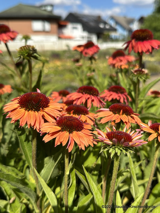 Echinacea 'Sensation Orange' ®