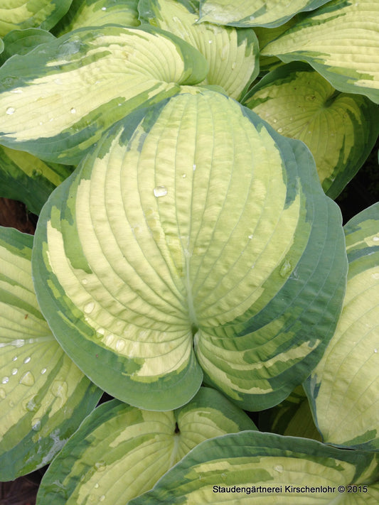 Hosta 'Eskimo Pie' ®