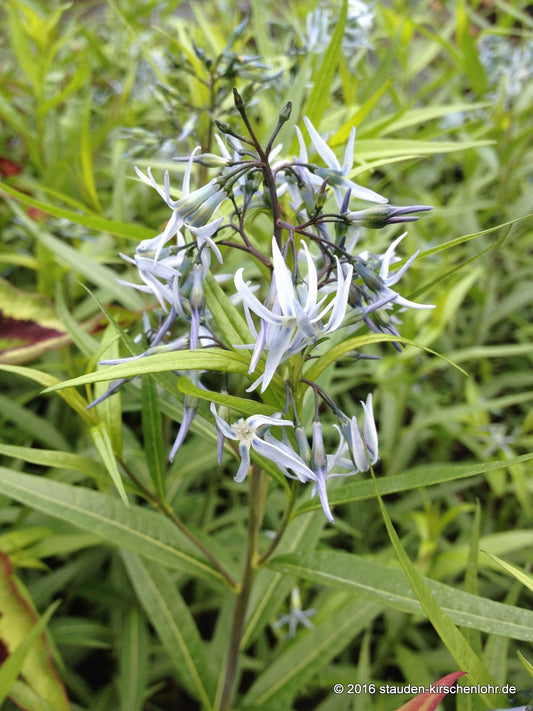 Amsonia tabernaemontana var. salicifolius