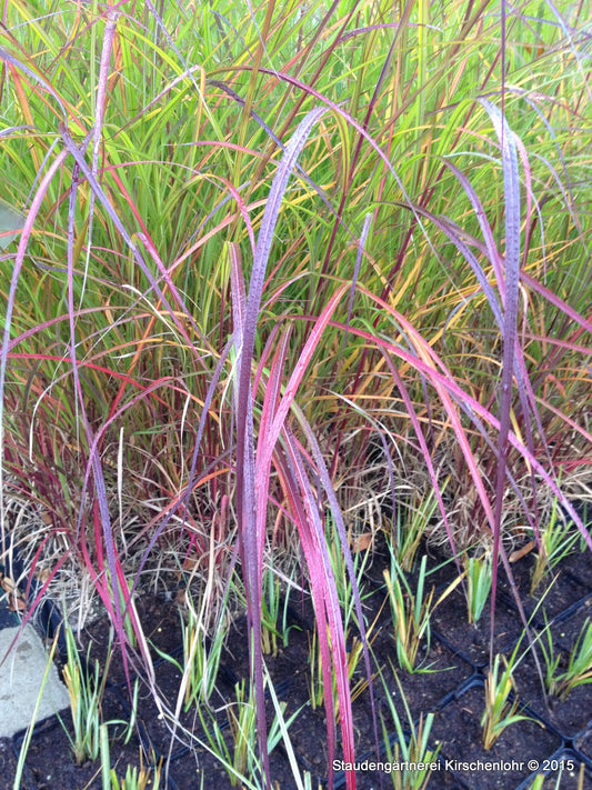 Miscanthus sinensis 'Purple Fall' ®