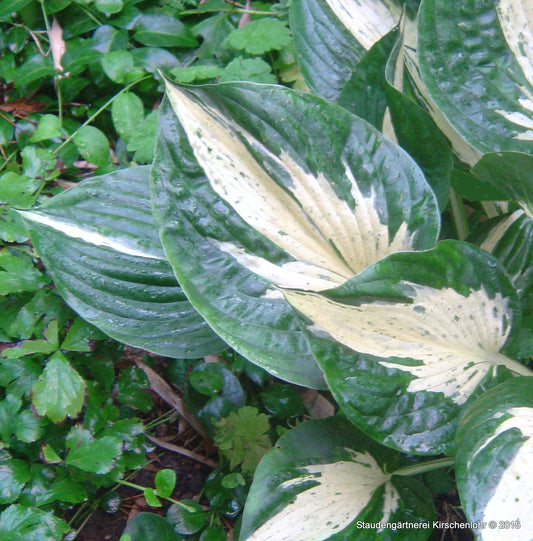 Hosta 'Revolution' ®