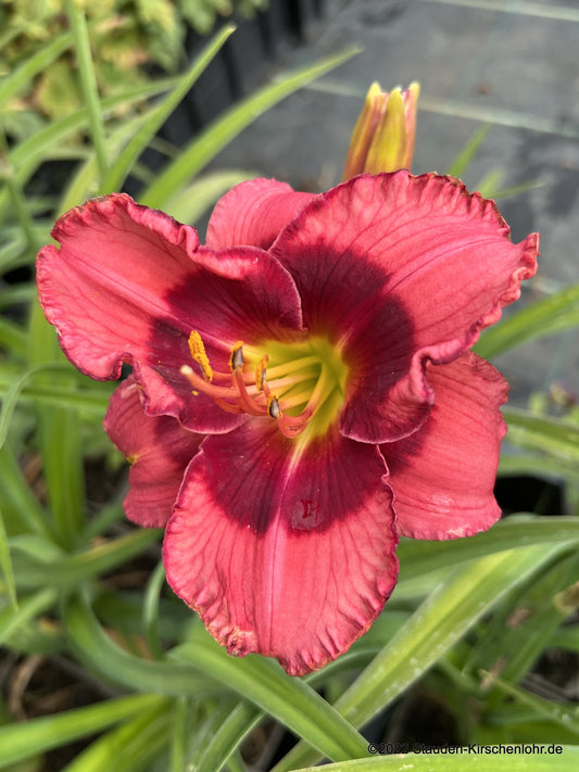 Hemerocallis 'Dan Mahony'