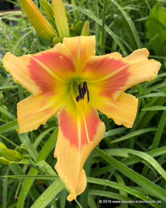 Hemerocallis 'Palatina Clara Lahl'