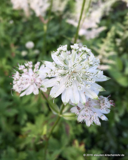 Astrantia major 'Shaggy'