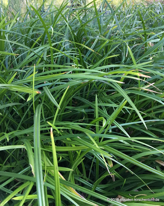Carex foliosissima 'Irish Green'