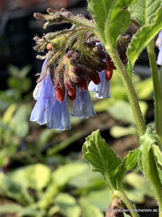 Symphytum grandiflorum 'Blaue Glocken'