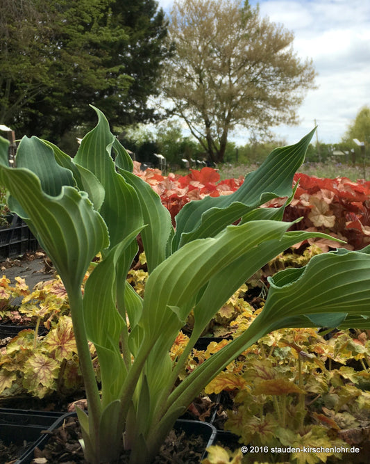 Hosta 'Restless Sea'