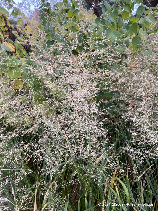 Calamagrostis arundinacea 'Lushan' (brachytricha)