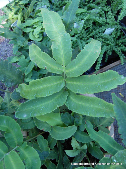 Dryopteris sieboldii