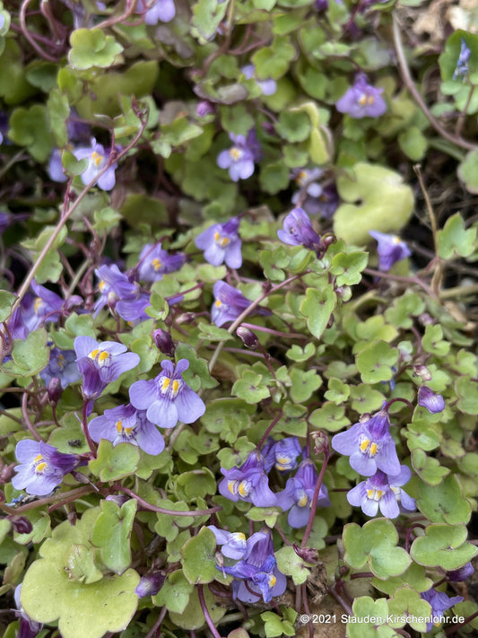 Cymbalaria muralis