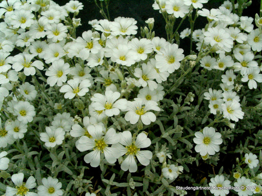Cerastium tomentosum var. columnae 'Silberteppich'