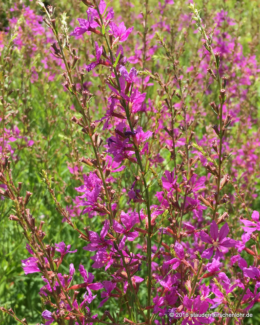 Lythrum virgatum 'Swirl'