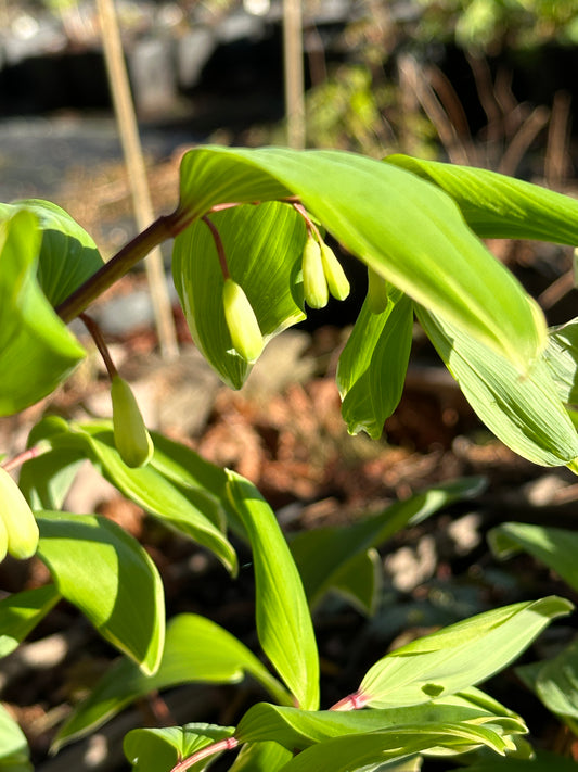 Polygonatum odoratum var. pluriflorum 'Variegatum'