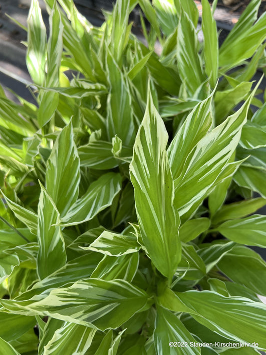 Zingiber mioga 'White Feather'