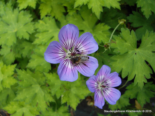 Geranium 'Havana Blues' ®