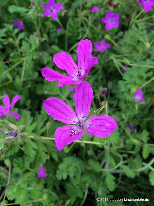 Erodium x hybridum (E. daucoides × E. manescavi)