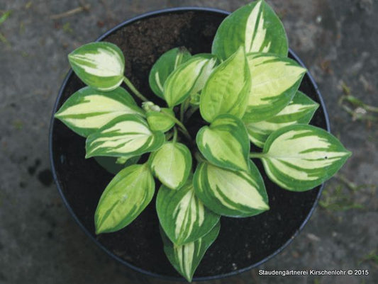 Hosta 'Cherish'
