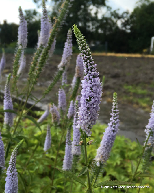 Veronica longifolia 'Lila Karina'