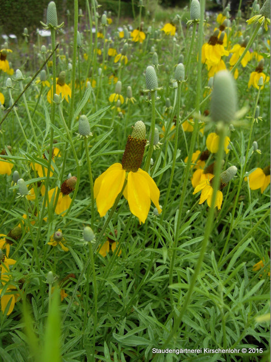 Ratibida columnifera