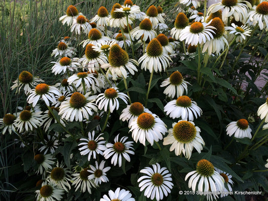 Echinacea purpurea 'Alba' ('White Swan')