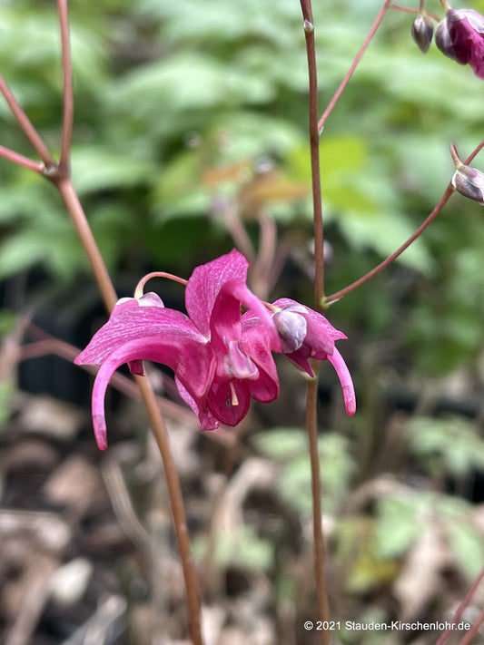 Epimedium 'Royal Purple'   NIS