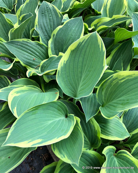 Hosta 'Dress Blues'