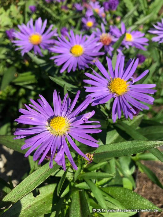Symphyotrichum dumosum 'Blauer Gletscher'