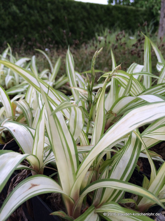 Carex siderosticta 'Shiro Nakafu'