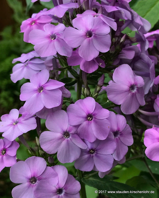 Phlox paniculata 'Morgengrauen'