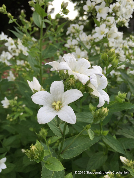 Campanula lactiflora 'Avalanche'