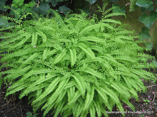 Adiantum aleuticum 'Imbricatum'