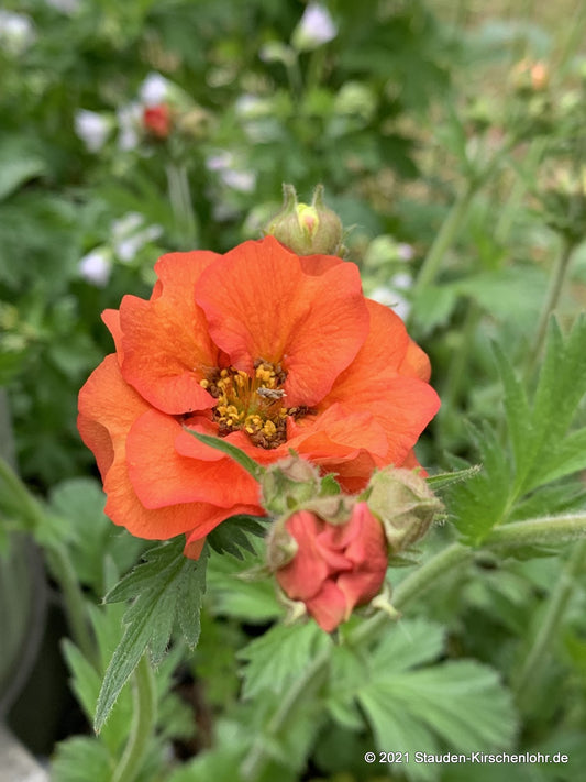 Geum 'Scarlet Tempest' ®