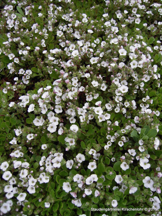 Gypsophila cerastioides