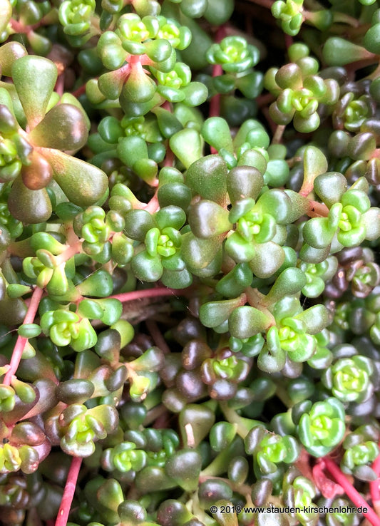 Sedum oreganum