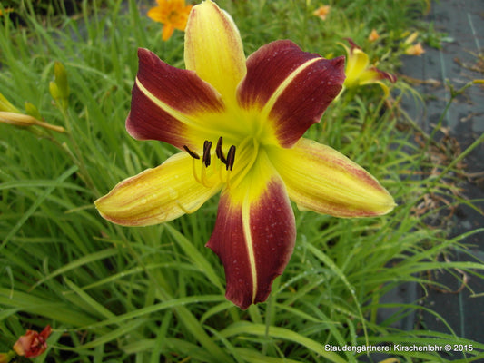 Hemerocallis 'Howdy'