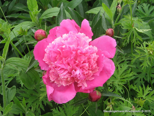 Paeonia 'Edulis Superba'