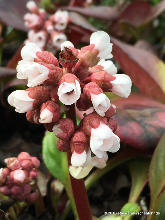 Bergenia 'Bach'