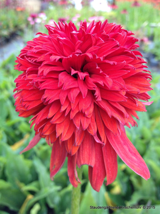 Echinacea 'Eccentric' ®