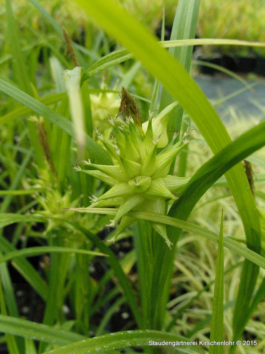 Carex grayi