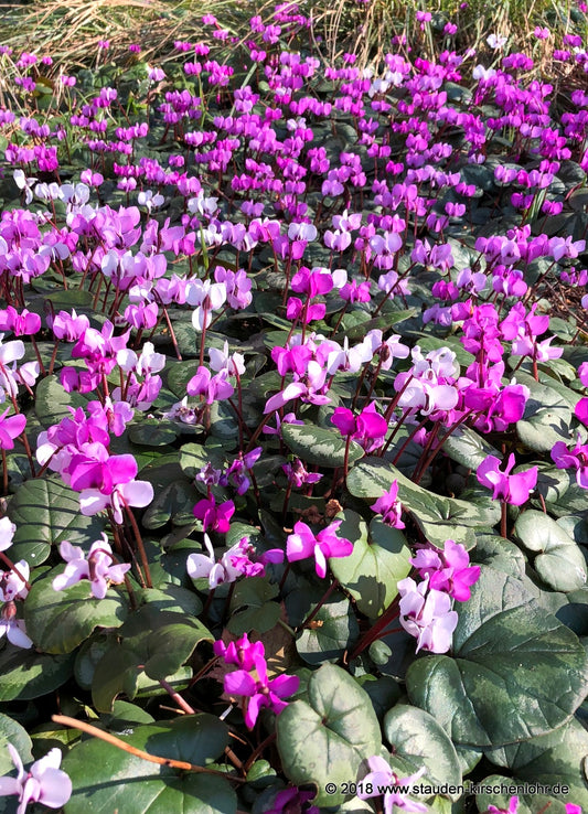Cyclamen coum