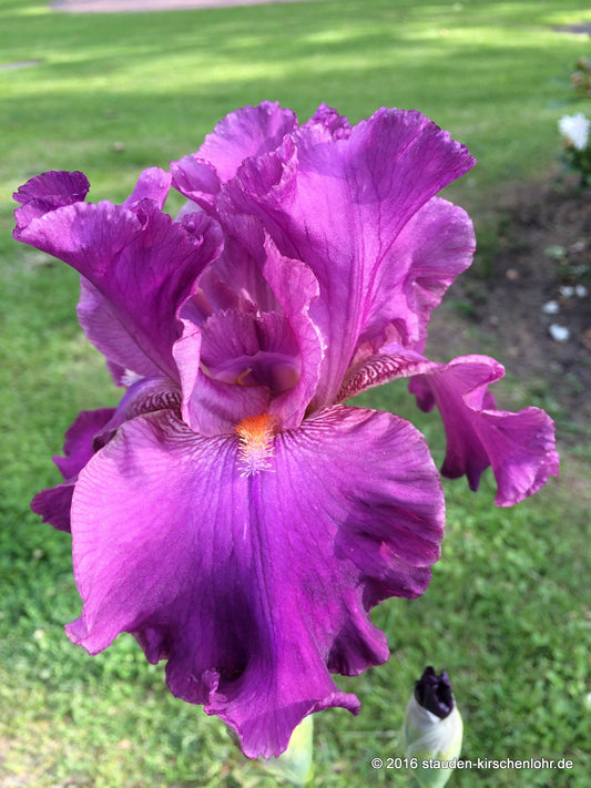 Iris barbata-elatior 'Euphorie'