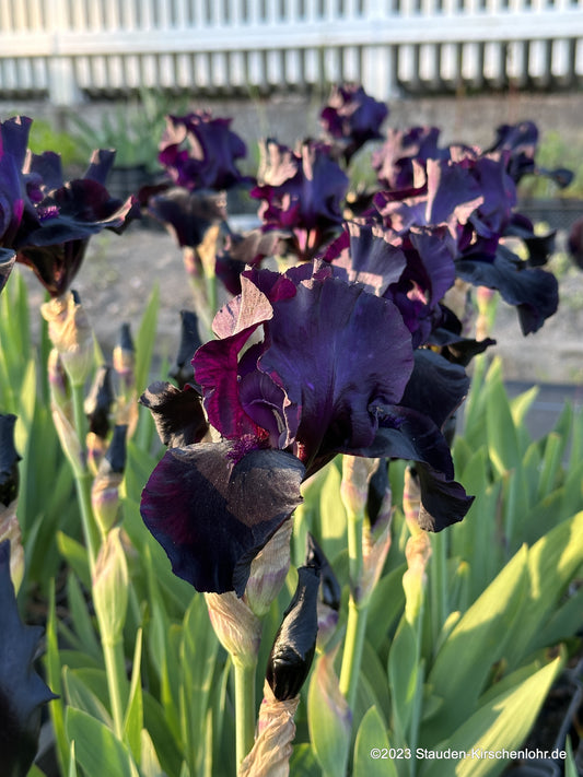 Iris barbata-media 'Helen Proctor'