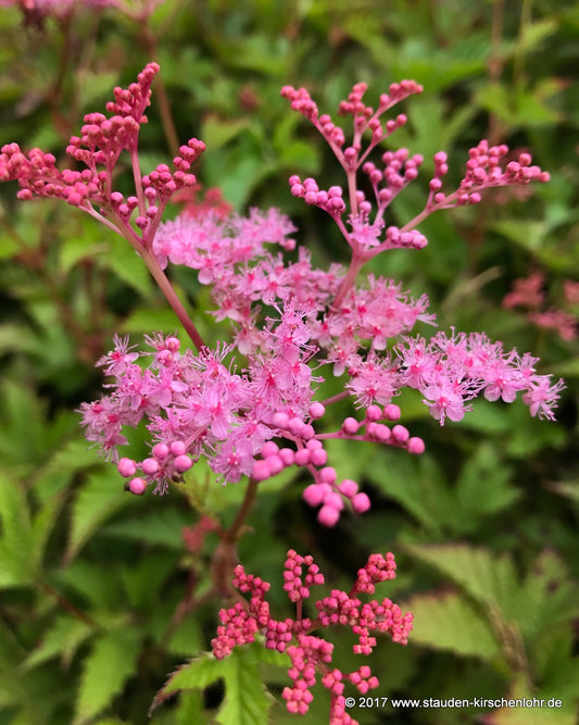 Filipendula 'Kahome'