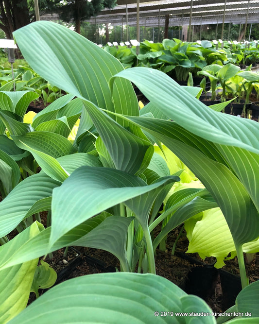 Hosta 'Phoenix'