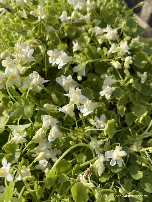 Cymbalaria pallida 'Taggle'